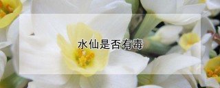 水仙是否有毒,第1图