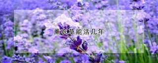 薰衣草能活几年,第1图