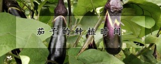 茄子的种植时间,第1图