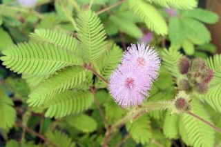 含羞草哪个部位有毒，植株内含有毒素会导致脱发,第4图