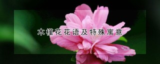 木槿花花语及特殊寓意,第1图