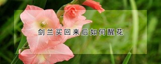 剑兰买回来后如何醒花,第1图