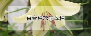 百合种球怎么种,第1图