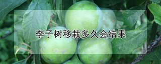 李子树移栽多久会结果,第1图