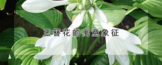 玉簪花的寓意象征,第1图