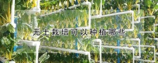 无土栽培可以种植哪些,第1图