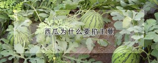 西瓜为什么要掐主蔓,第1图