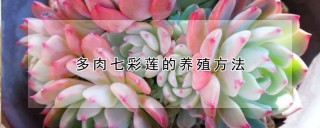 多肉七彩莲的养殖方法,第1图