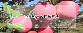 苹果树怎么种植方法,第1图