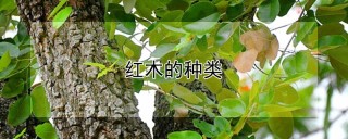 红木的种类,第1图