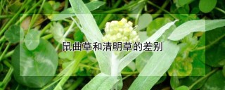 鼠曲草和清明草的差别,第1图