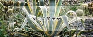 龙舌兰的寓意,第1图