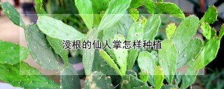 没根的仙人掌怎样种植,第1图