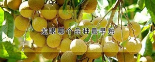 龙眼哪个品种最早熟,第1图