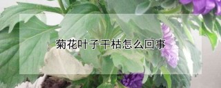 菊花叶子干枯怎么回事,第1图