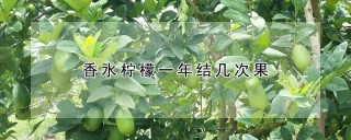 香水柠檬一年结几次果,第1图