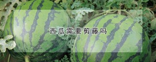 西瓜需要剪藤吗,第1图