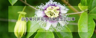 百香果只开花不结果是怎么回事,第1图