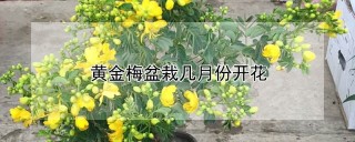 黄金梅盆栽几月份开花,第1图