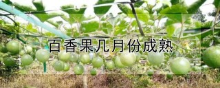 百香果几月份成熟,第1图