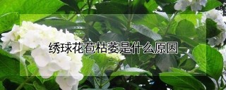 绣球花苞枯萎是什么原因,第1图