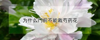 为什么门前不能栽芍药花,第1图