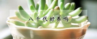 八千代好养吗,第1图