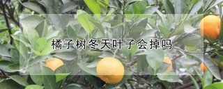 橘子树冬天叶子会掉吗,第1图