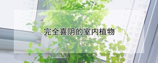 完全喜阴的室内植物,第1图