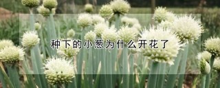 种下的小葱为什么开花了,第1图