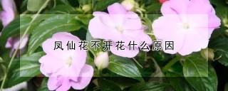 凤仙花不开花什么原因,第1图