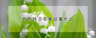 白色铃兰花象征着什么,第1图