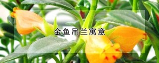 金鱼吊兰寓意,第1图