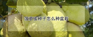 菠萝蜜种子怎么种盆栽,第1图