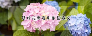 绣球花寓意和象征意义,第1图