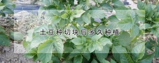 土豆种切块后多久种植,第1图