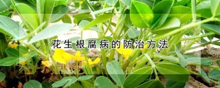 花生根腐病的防治方法,第1图