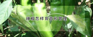 辣椒怎样育苗和管理,第1图