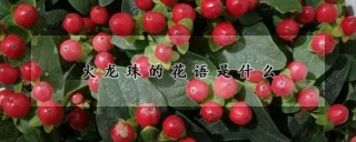 火龙珠的花语是什么,第1图