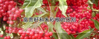 富贵籽和朱砂根的区别,第1图