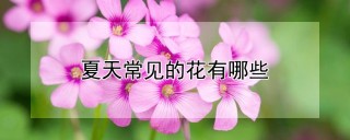 夏天常见的花有哪些,第1图