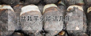 盆栽芋头能活几年,第1图