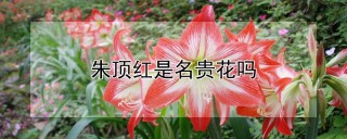 朱顶红是名贵花吗,第1图