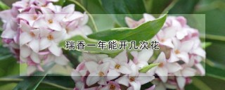 瑞香一年能开几次花,第1图