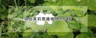 银丝茉莉爬藤植物怎么养,第1图