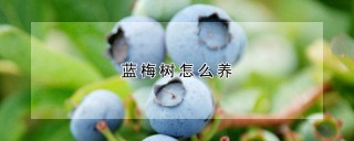 蓝梅树怎么养,第1图