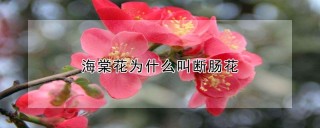 海棠花为什么叫断肠花,第1图