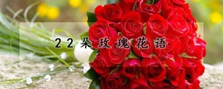 22朵玫瑰花语,第1图