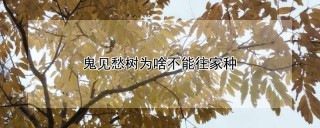 鬼见愁树为啥不能往家种,第1图