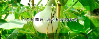 几月种葫芦,怎么种成活率高,第1图